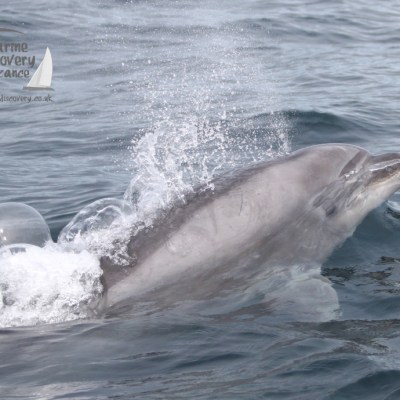 Dolphin leaping in ocean with bubbles on its back, splashing water.