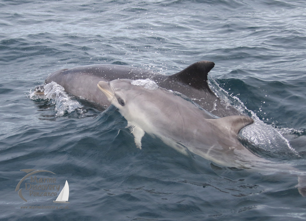 bottlenose dolphin mother and calf