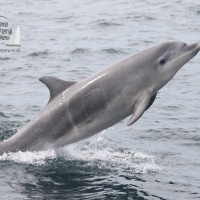Dolphin leaping out of the water with a visible splash in the ocean.