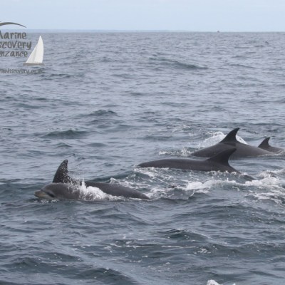 Four dolphins swimming in the ocean near Marine Discovery Penzance logo.