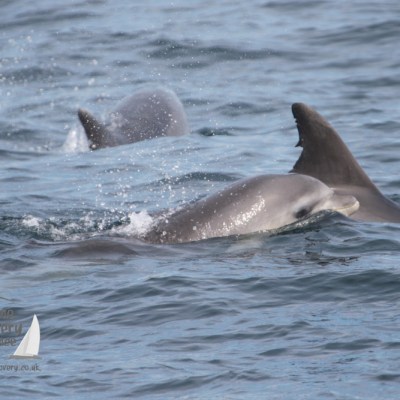 Two dolphins swimming in the ocean with dorsal fins visible.