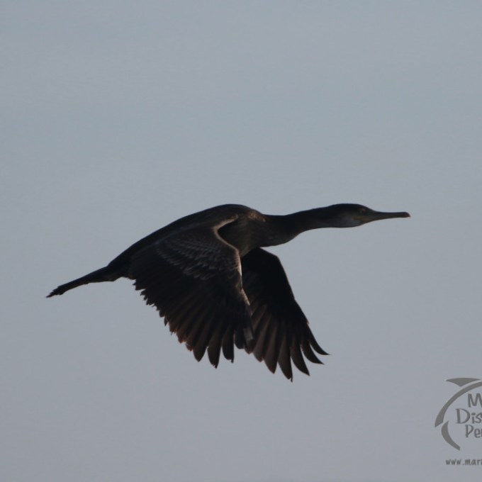 Silhouette of a cormorant in flight against a clear sky, with wings spread.