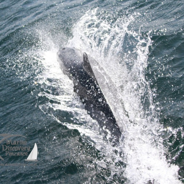Dolphin jumping through waves in the ocean.