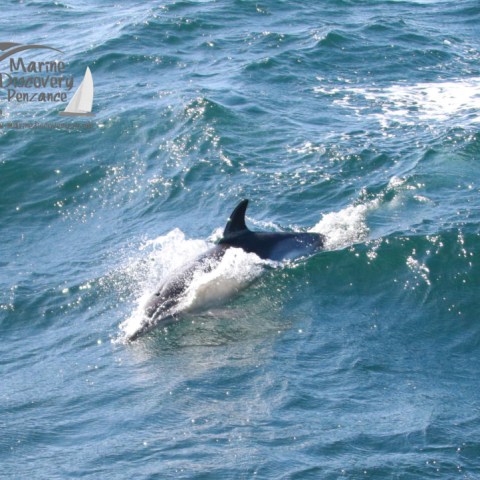 Dolphin swimming in the ocean with waves, company logo in the top left corner.
