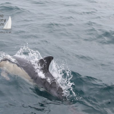 Dolphin leaping near boat in ocean waters with a Marine Discovery logo.