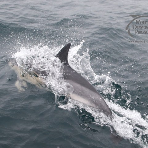 Dolphin swimming at the ocean surface, partially submerged in water.