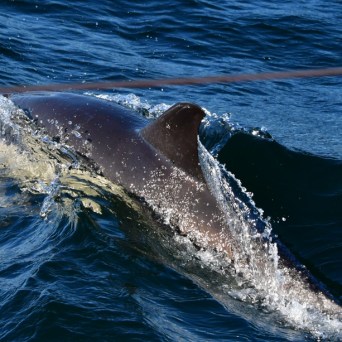 A dolphin swimming in clear blue water with splashes around its fin.