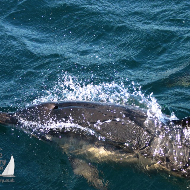 Dolphin swimming in the ocean, partially emerged with water splashing around it.