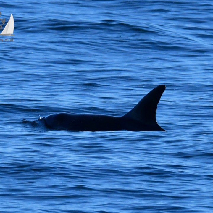 A dolphin's dorsal fin breaking the surface of the blue ocean water.