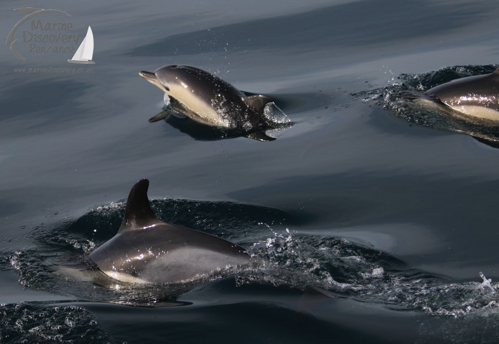 Three common dolphins swimming in calm ocean waters, with one leaping out slightly.