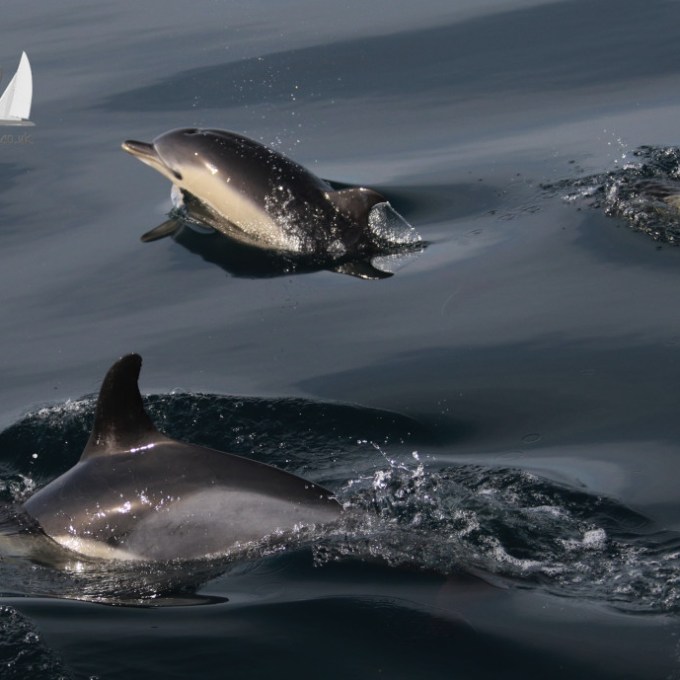 Three common dolphins swimming in calm ocean waters, with one leaping out slightly.