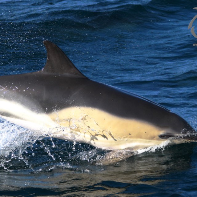 A dolphin swimming in the ocean with water splashing around it.