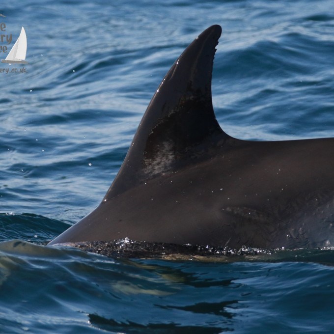 Dolphin fin emerging from the ocean surface with rippling water.