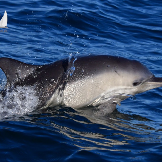 Dolphin swimming in the ocean with water splashing on its back.