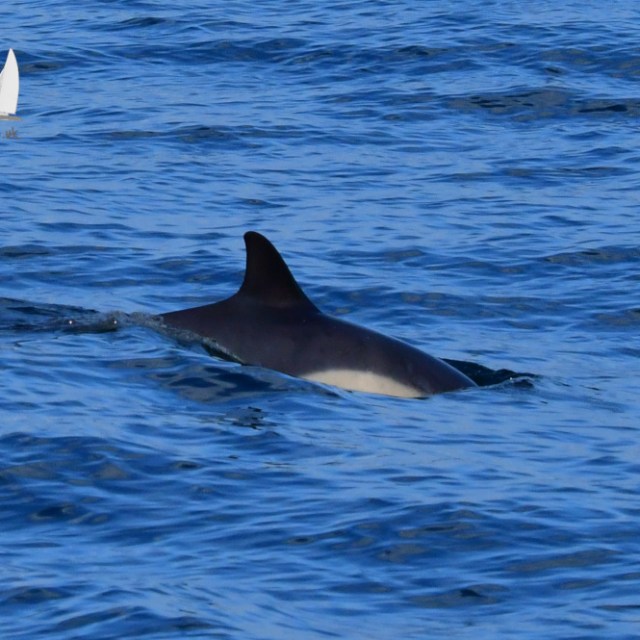 Dolphin's dorsal fin emerging from blue ocean waves with logo in corner.