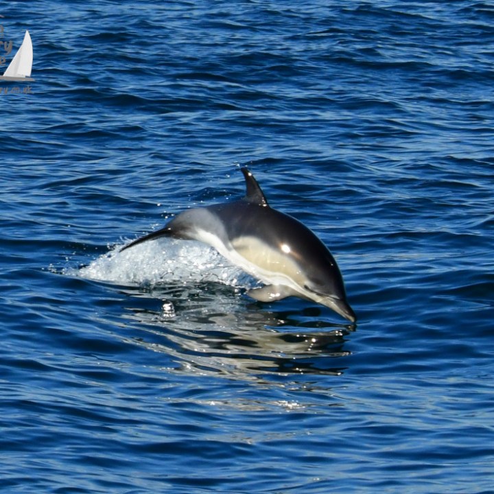 Dolphin leaping out of blue ocean water with ripples around.