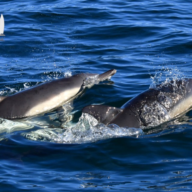 Two dolphins swimming and leaping through blue ocean water.