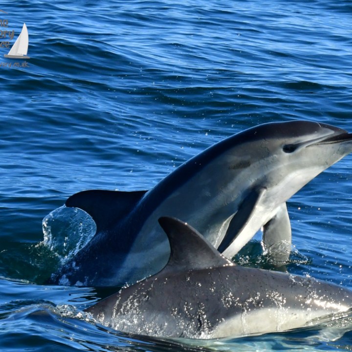 Two dolphins swimming in blue ocean water, one leaping slightly above water surface.