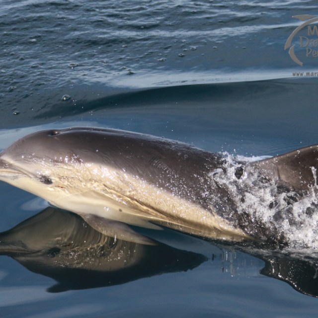 Dolphin swimming in clear blue water with surface reflection.