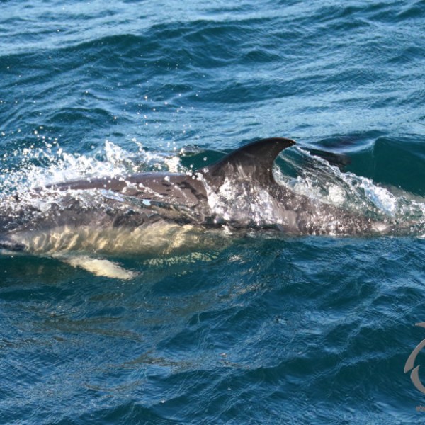 A dolphin swimming in the ocean, partially submerged, with water splashing over its back.