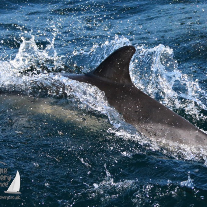 Dolphin fin cutting through the ocean surface, surrounded by splashing water.