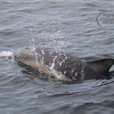 A dolphin surfacing in the ocean, creating splashes with its dorsal fin visible.