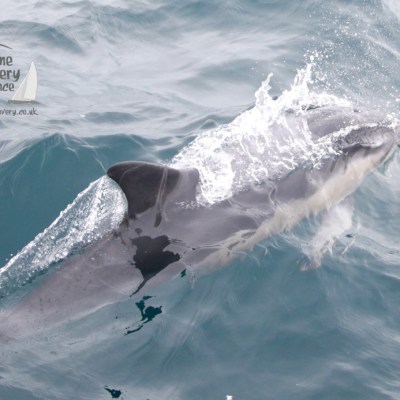 Dolphin swimming in the sea, partially submerged with water splashing on its back.