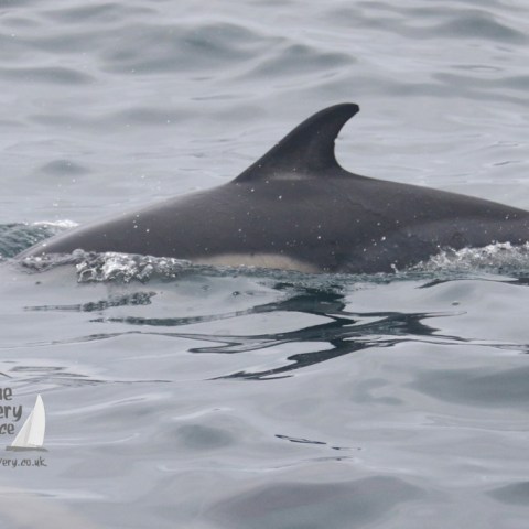 Dolphin fin breaking the surface of calm ocean waters near a logo.
