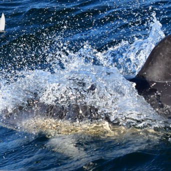 A dolphin partially submerged, creating splashes in ocean water.