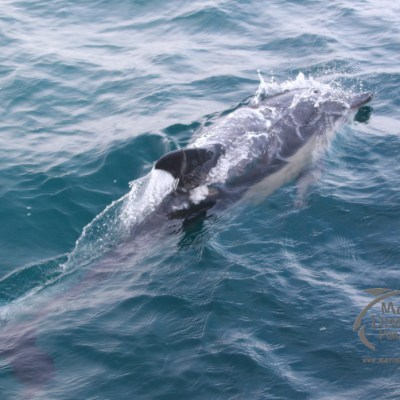 Dolphin swimming in the ocean with its dorsal fin visible above the water.