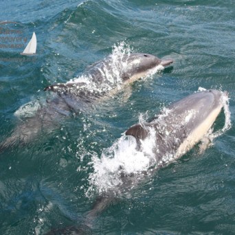 Two dolphins swimming close together in the ocean, water splashing around them.