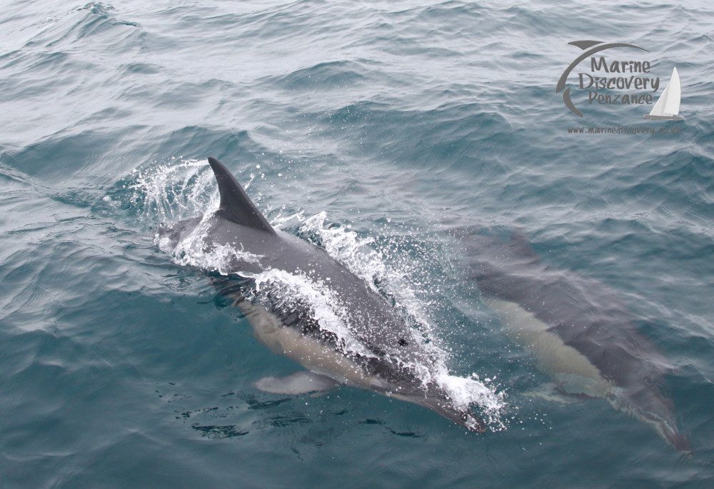 Two dolphins swimming in the ocean with water splashing around them.