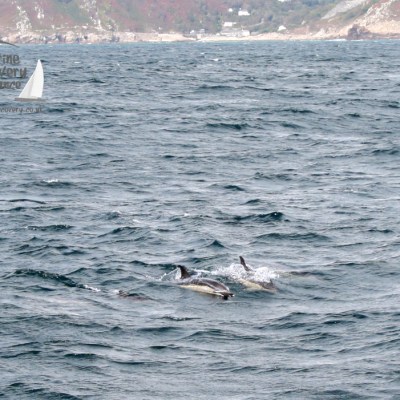 Two dolphins swimming in a choppy sea near rocky coastline with distant hills