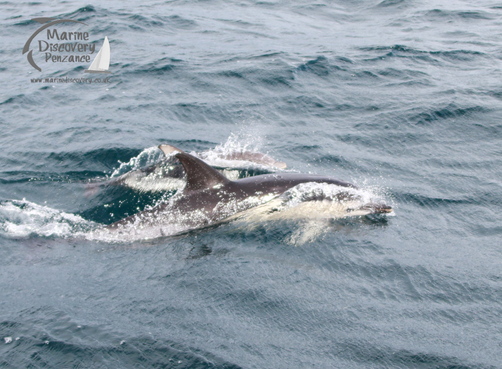 Two dolphins swimming in the ocean with splashes of water around them.