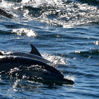 Dolphins swimming in shimmering blue ocean water.