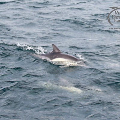 common dolphins