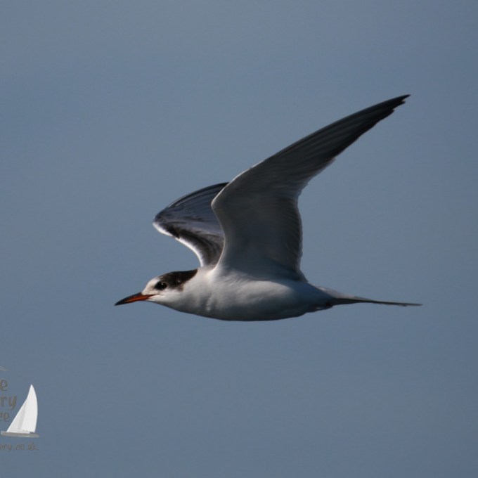 A common tern in flight with blue sky background.