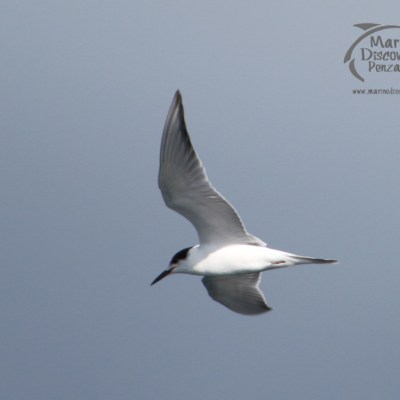 common tern