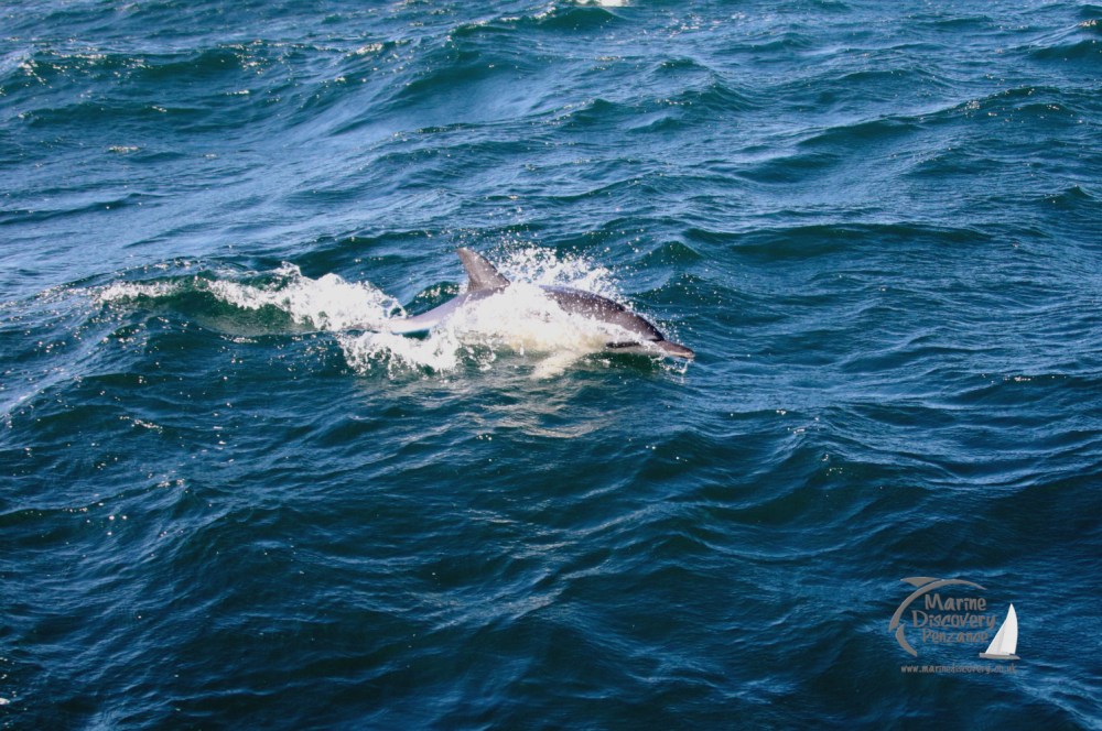 Dolphin partially above water in choppy ocean waves, surface splashing.