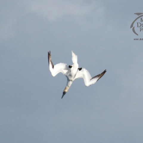 A gannet diving mid-air with wings partly folded against a cloudy sky.