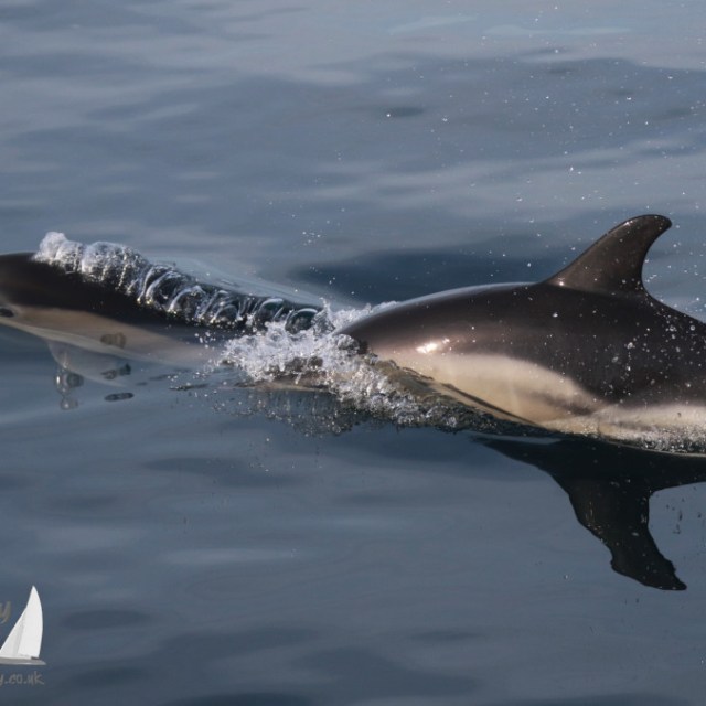 Two common dolphins swimming at the water's surface on a calm day.