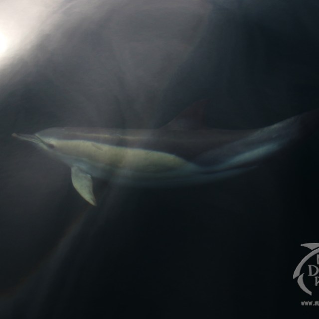 Dolphin swimming underwater with sunlight reflecting on the surface.