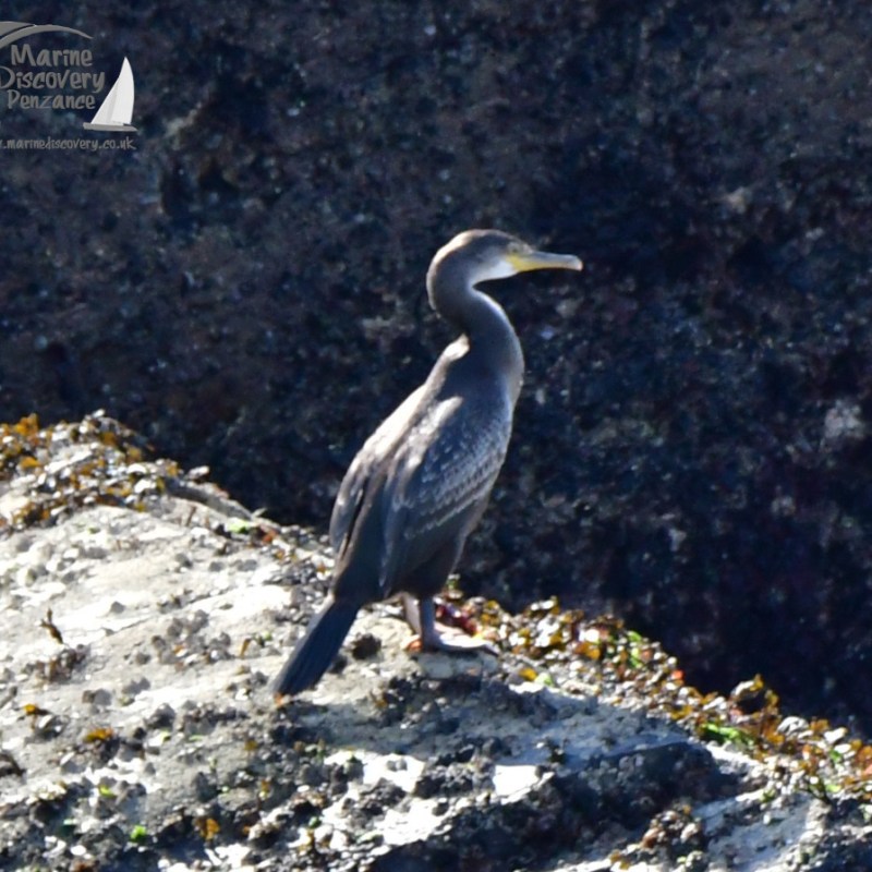European shag standing on a rocky surface with seaweed, dark background.