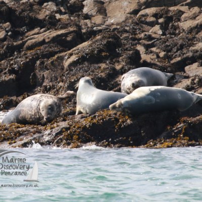 Four seals sunbathing on a rocky shore near the water's edge.