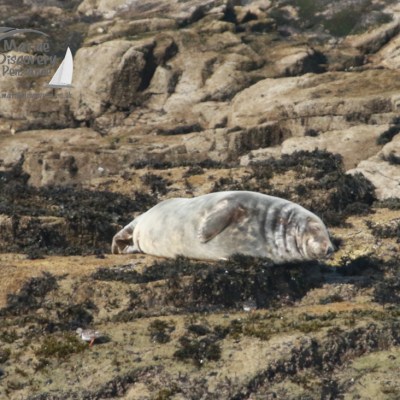 Seal resting on rocky shore with seaweed patches.