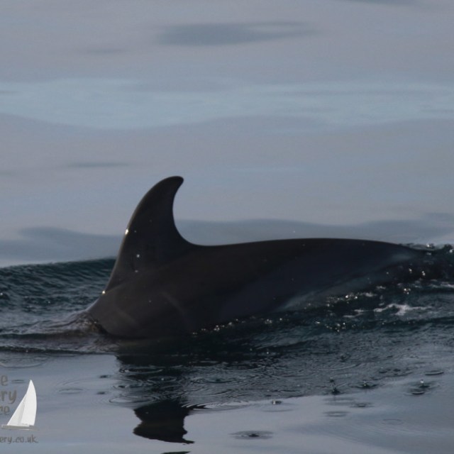 A common dolphin partially submerged in calm ocean water.