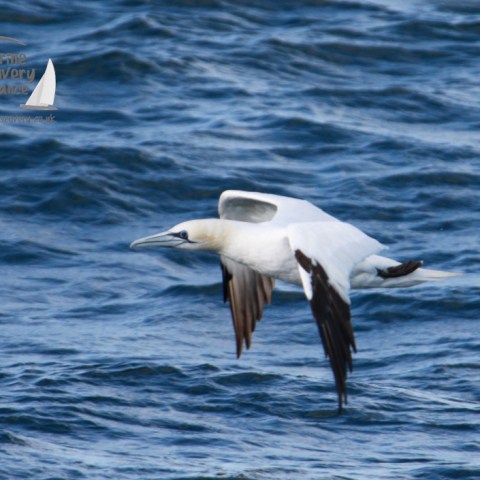 A gannet gliding low over the ocean waves, wings spread wide.