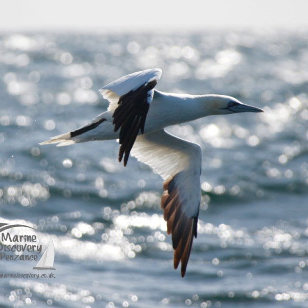A gannet flying over the ocean with sparkling water in the background.
