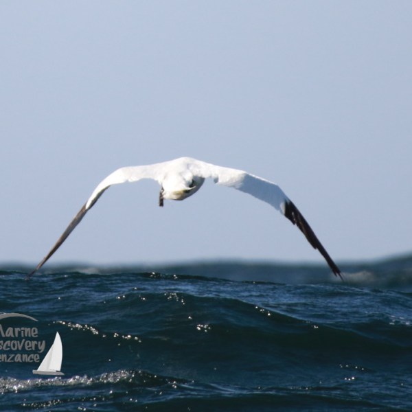 A gannet flying low over the ocean waves on a sunny day.
