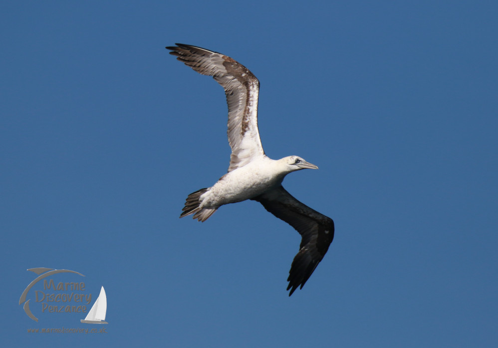 gannet